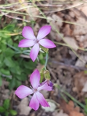 Dianthus ciliatus