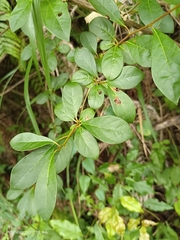 Lindera erythrocarpa