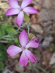 Dianthus ciliatus