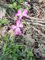 Dianthus ciliatus