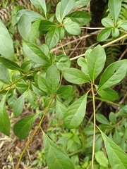 Lindera erythrocarpa