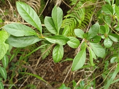 Lindera erythrocarpa