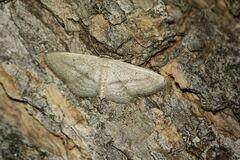 Idaea mediaria
