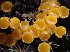 Byssonectria fusispora