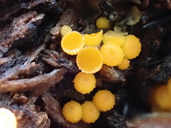 Byssonectria fusispora