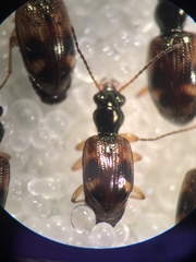 Bembidion articulatum
