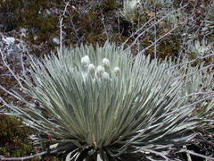 Espeletia spicata
