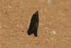 Monochroa tenebrella