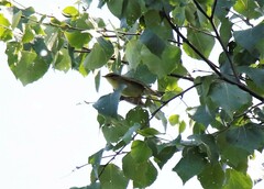 Phylloscopus examinandus