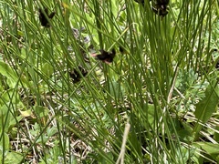 Juncus jacquinii
