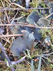 Peltigera