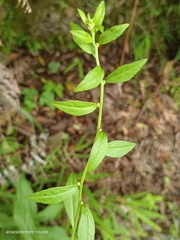 Rhynchospermum verticillatum