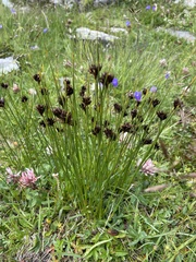 Juncus jacquinii