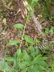 Rhynchospermum verticillatum