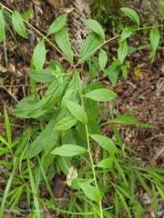 Rhynchospermum verticillatum