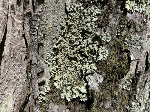 diskovka kučeravá (Flavoparmelia caperata)
