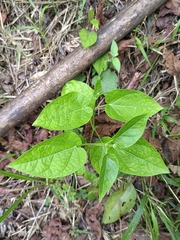 Jasminanthes mucronata