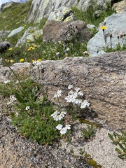 Achillea erba-rotta