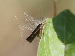 Scythris punctivittella