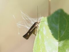 Scythris punctivittella