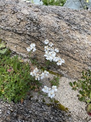 Achillea erba-rotta
