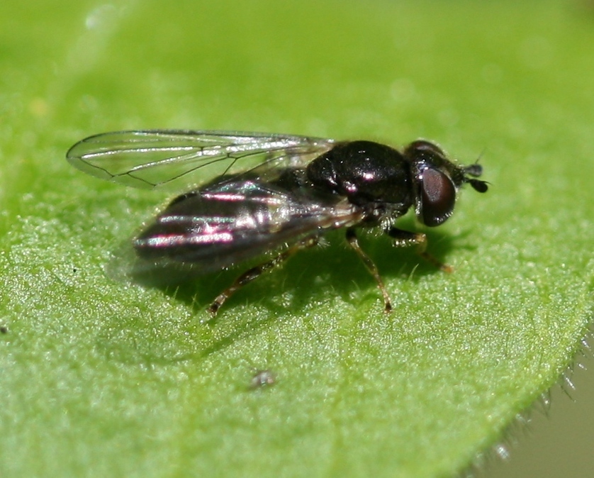 Pipiza luteitarsis