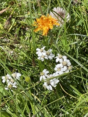 Achillea erba-rotta
