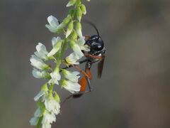 Ammophila heydeni