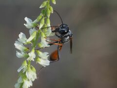 Ammophila heydeni