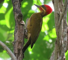 Piculus chrysochloros
