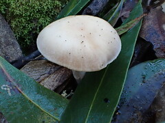 Cortinarius austroalbidus