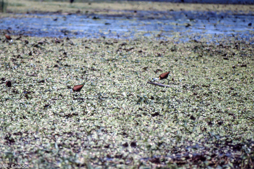 African Jacana