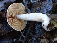 Cortinarius austroalbidus