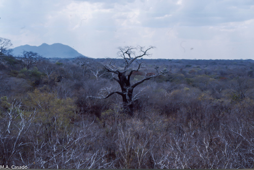 African baobab