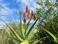 Aloe arborescens × ferox