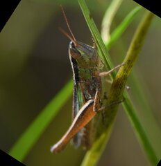 Dichromorpha elegans