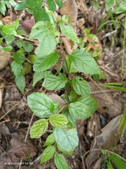 Viburnum parvifolium