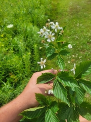 Rubus semisetosus