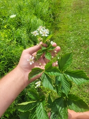 Rubus semisetosus