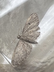 Eupithecia tenuiata