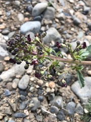 Scrophularia incisa