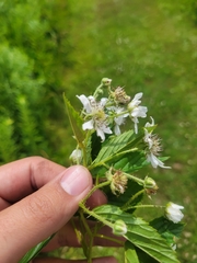 Rubus semisetosus