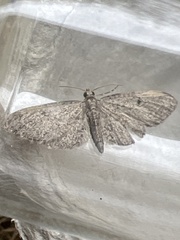 Eupithecia tenuiata