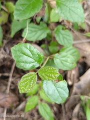 Viburnum parvifolium
