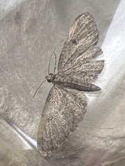 Eupithecia tenuiata