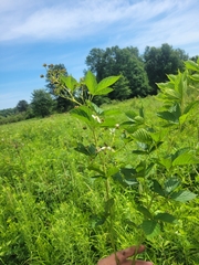 Rubus semisetosus