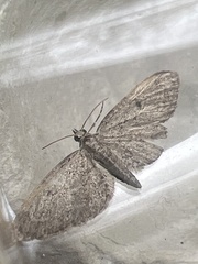 Eupithecia tenuiata