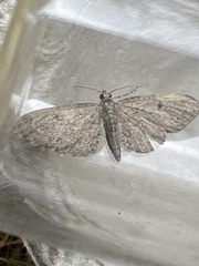 Eupithecia tenuiata