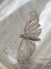 Eupithecia tenuiata