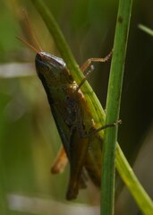 Dichromorpha elegans